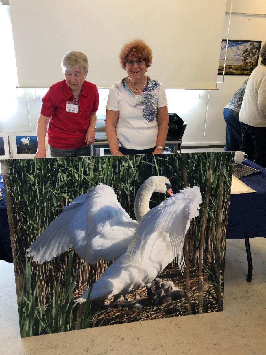 Ulla Greve - til højre - viser en fotostat af den store svane med et vingefang på over to meter.