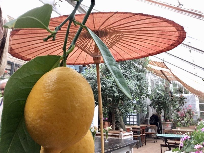 Havedesigner Stig Lauritsen stod for salget i orangeriet og svarede på spørgsmål ang planterne.